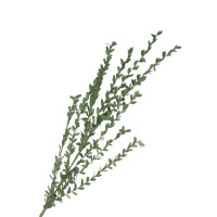 Rametto di Mirto