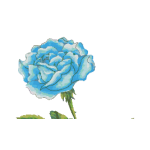 Schema Punto Croce - Rosa Blu - Fiore Schema Punto Croce - Rosa Blu - Fiore