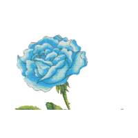 Esquema Punto de Cruz - Rosa Azul - Flor