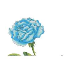 Schema Punto Croce - Rosa Blu - Fiore Schema Punto Croce - Rosa Blu - Fiore