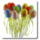 Pasqua Pasqua